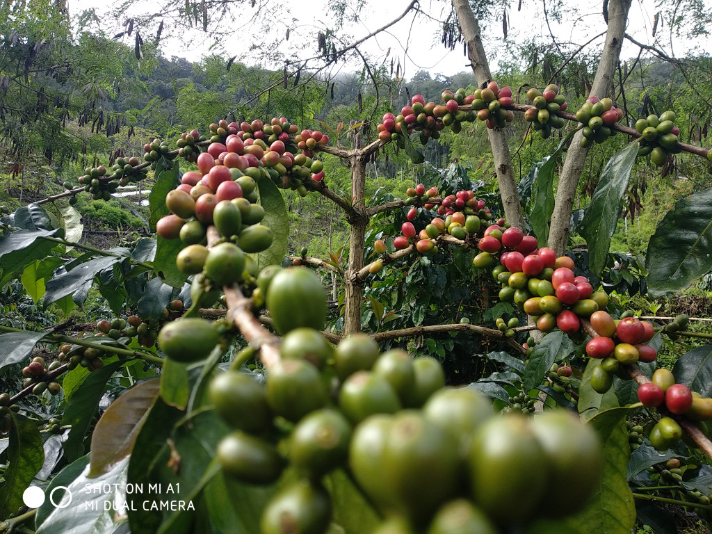 KEBUN KOPI GAYO